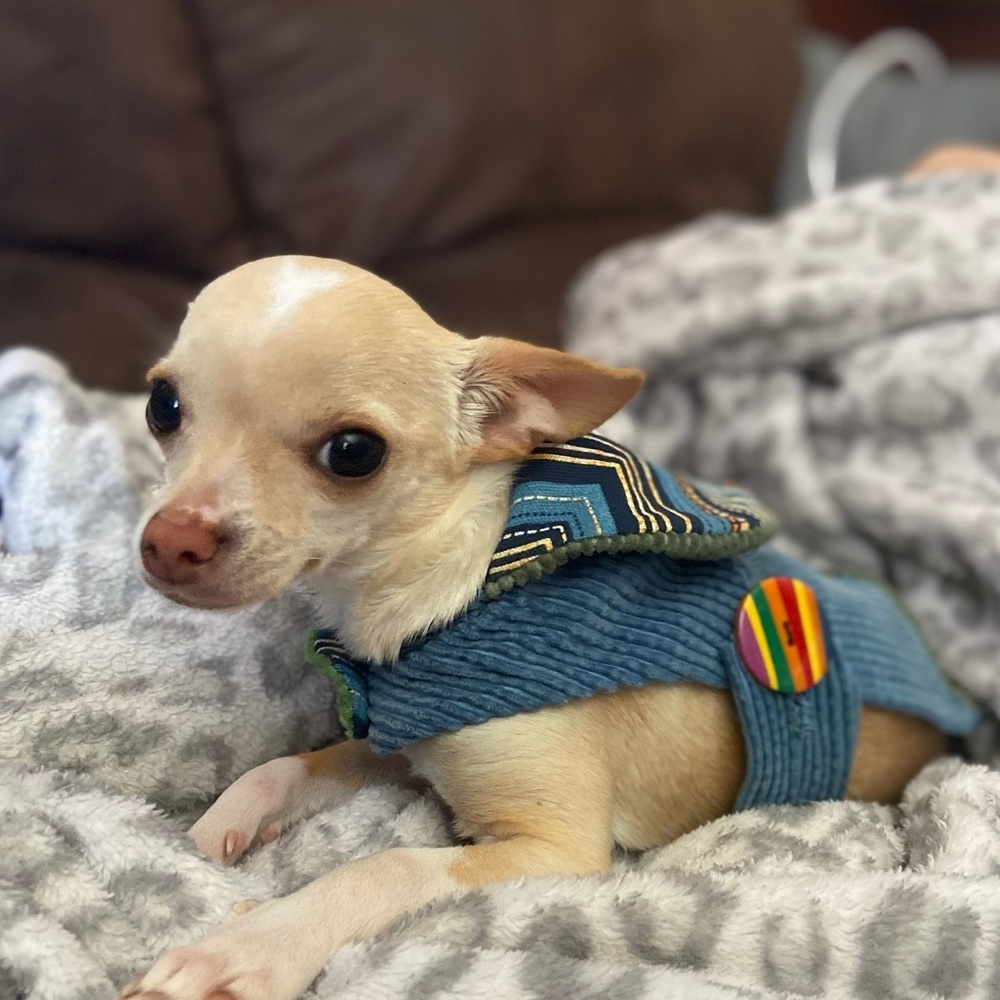 Meet your Posher, Pixie